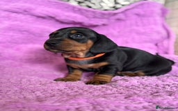Dachshund dogs for sale: Stunning Dachshund Puppies  - Image 16