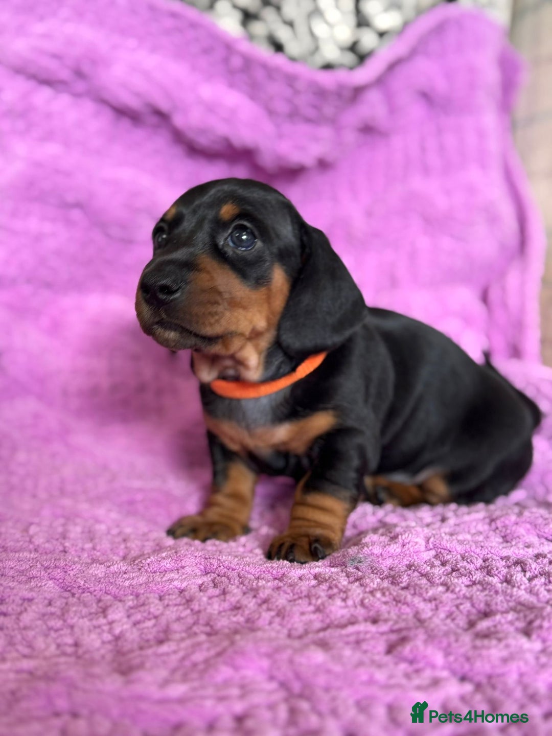 Dachshund dogs for sale: Stunning Dachshund Puppies  - Image 16