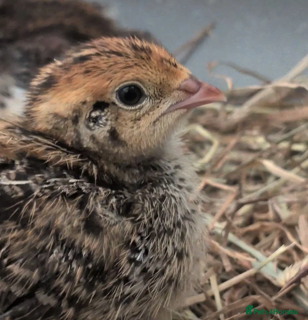 Quail poultry for sale: 2 gorgeous Coturnix quail in Battle - Advert 2