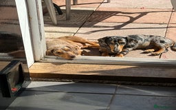 Miniature Dachshund dogs for sale: Male Silver Dapple Miniature Dachshund's  - Image 16