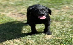 Australian Labradoodle dogs for sale: Australian labradoodles  in Brackley - Image 3
