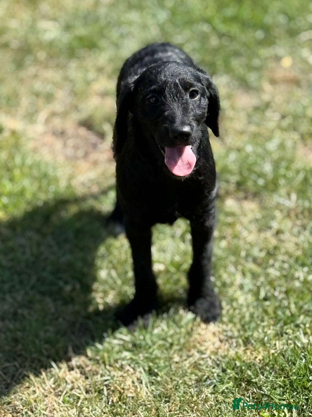 Australian Labradoodle dogs for sale: Australian labradoodles  in Brackley - Image 3