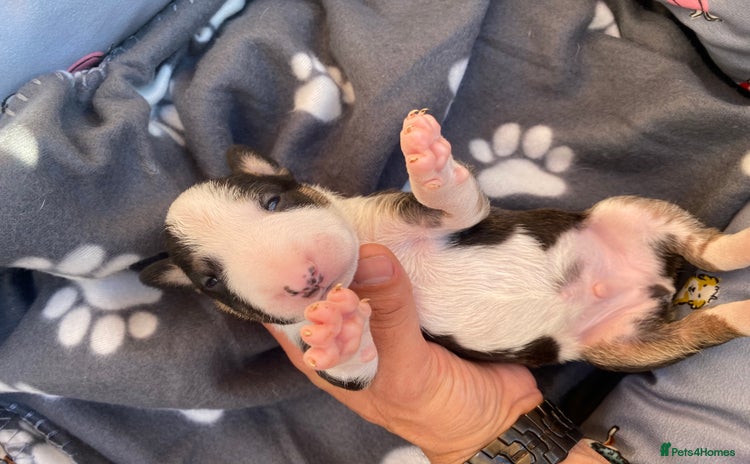English Bull Terrier dogs - Advert 4
