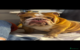 English Bulldog dogs for sale: Rubble the bulldog  - Image 4
