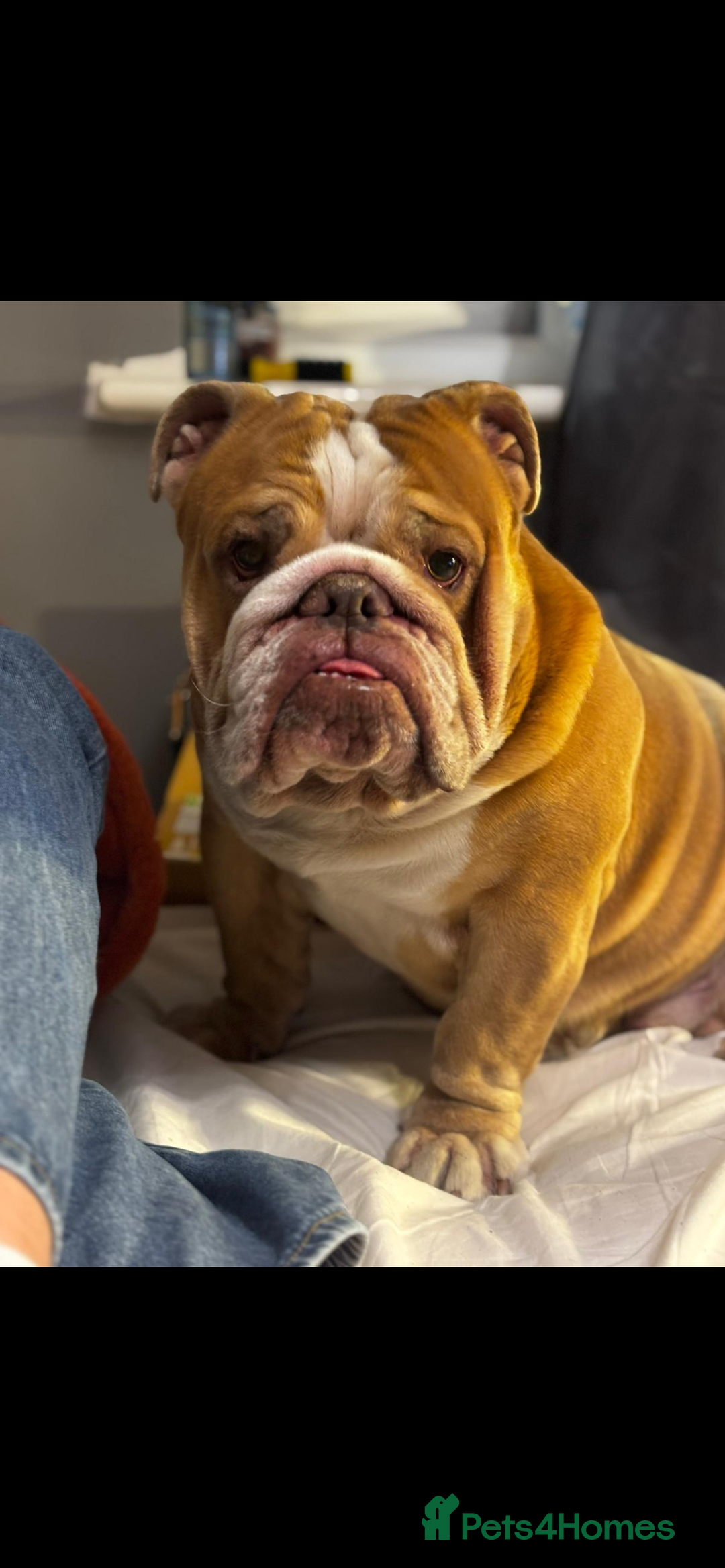 English Bulldog dogs for sale: Rubble the bulldog  - Image 4