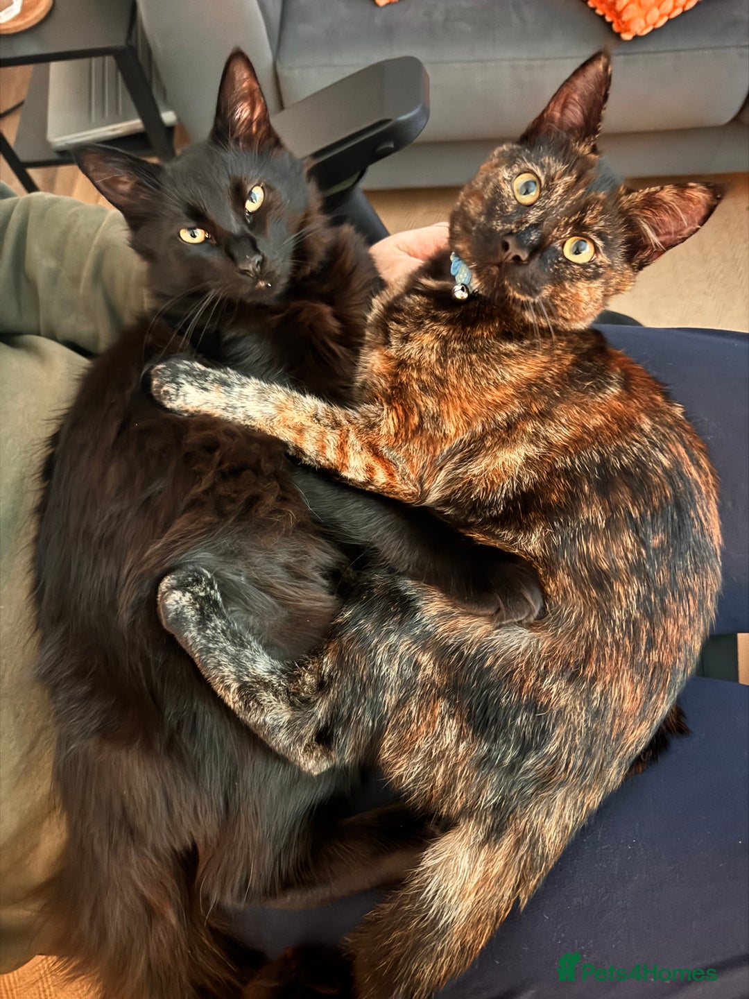 Mixed Breed cats for sale: 7 month old brother & sister looking for new home - Advert 1
