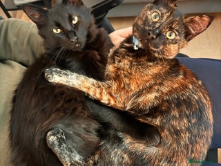 Mixed Breed cats 7 month old brother & sister looking for new home - Advert 4