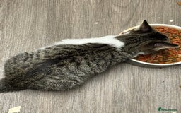 Mixed Breed cats for sale: 3 kittens available now  - Image 11