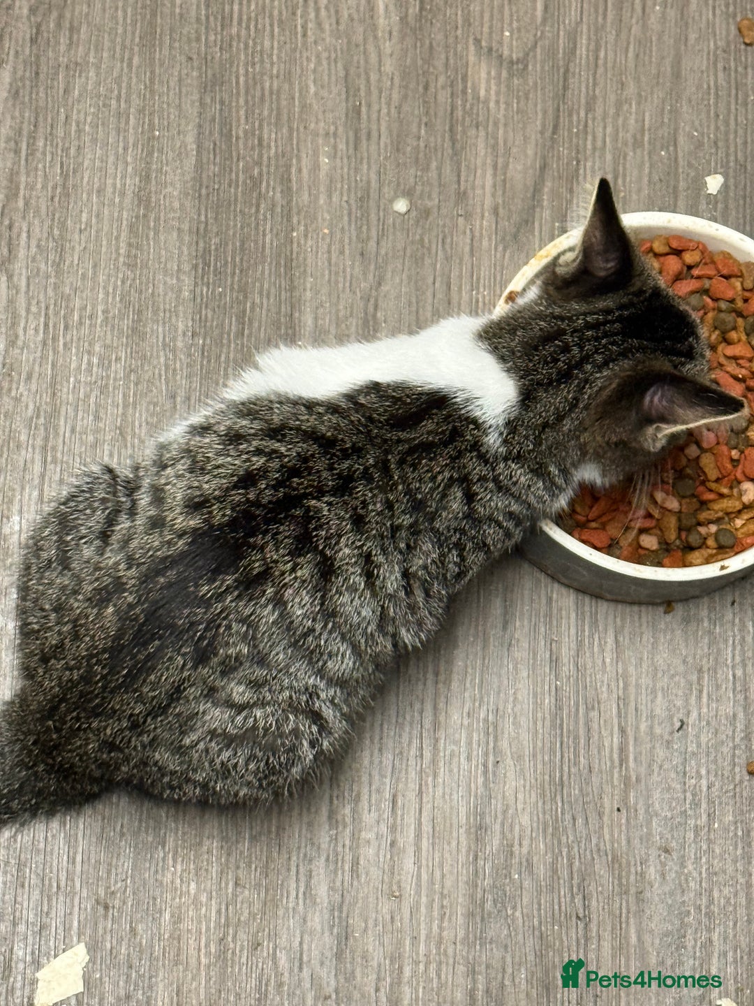 Mixed Breed cats for sale: 3 kittens available now  - Image 11
