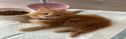 Maine Coon cats for sale: Stunning Red Kittens TICA reg  - Advert 21