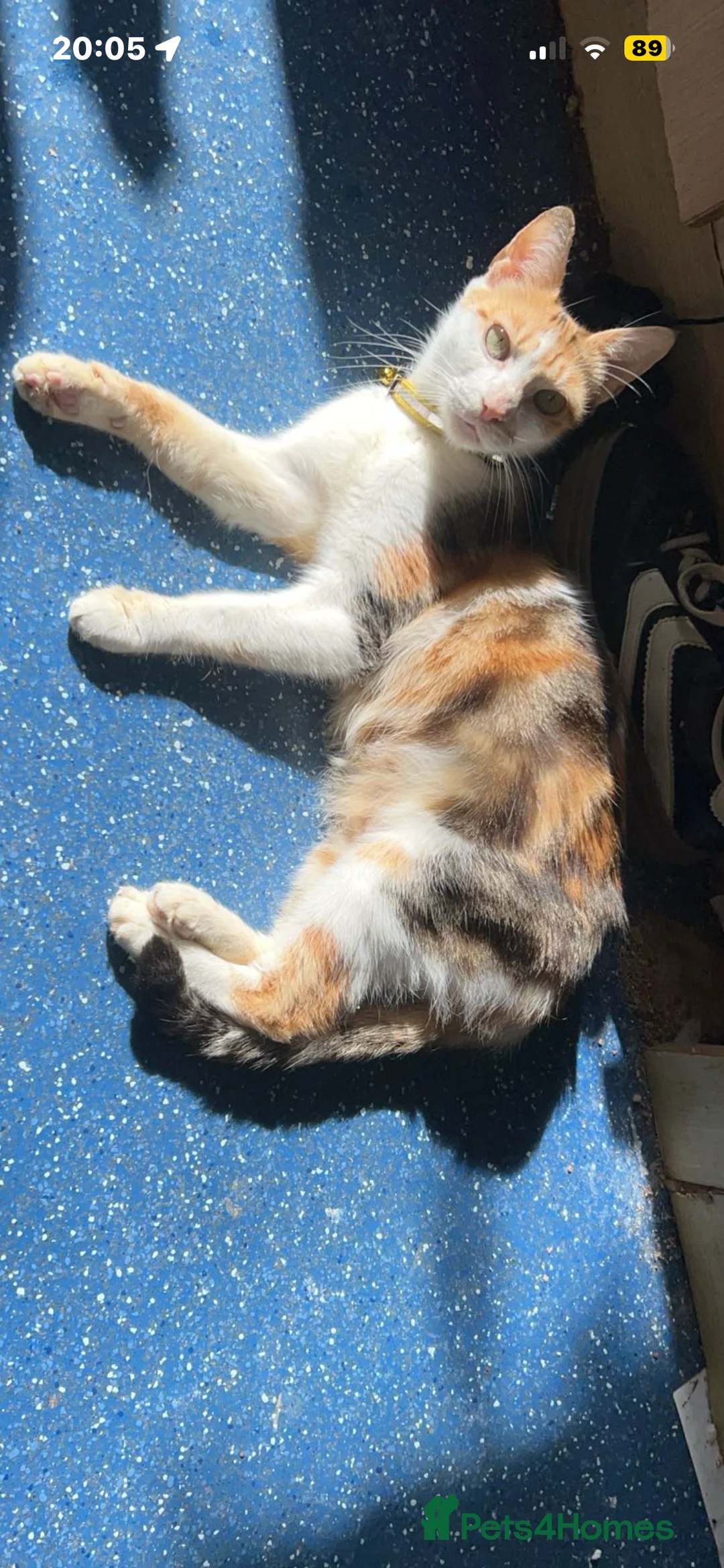 Mixed Breed cats for sale: White and black tabby mixed kitten ready to go.  - Advert 1