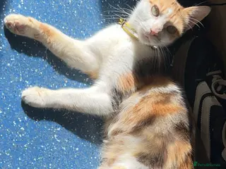 Mixed Breed cats White and black tabby mixed kitten ready to go. - Advert 3