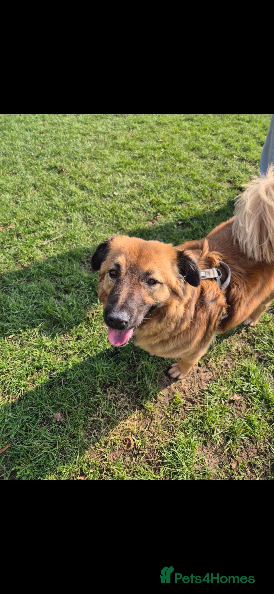 Mixed Breed dogs Bailey - Advert 1