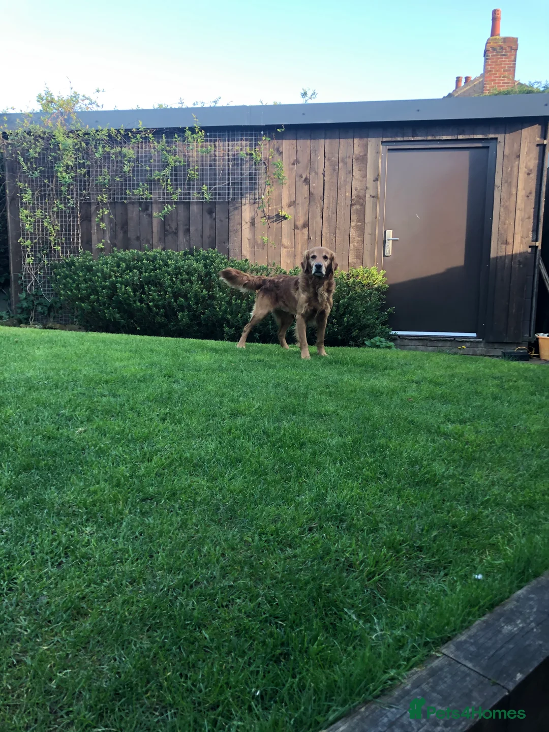 Golden Retriever dogs for stud: Castori Spirit Golden Retriever Stud 100% DNA Test in Barnsley - Advert 5