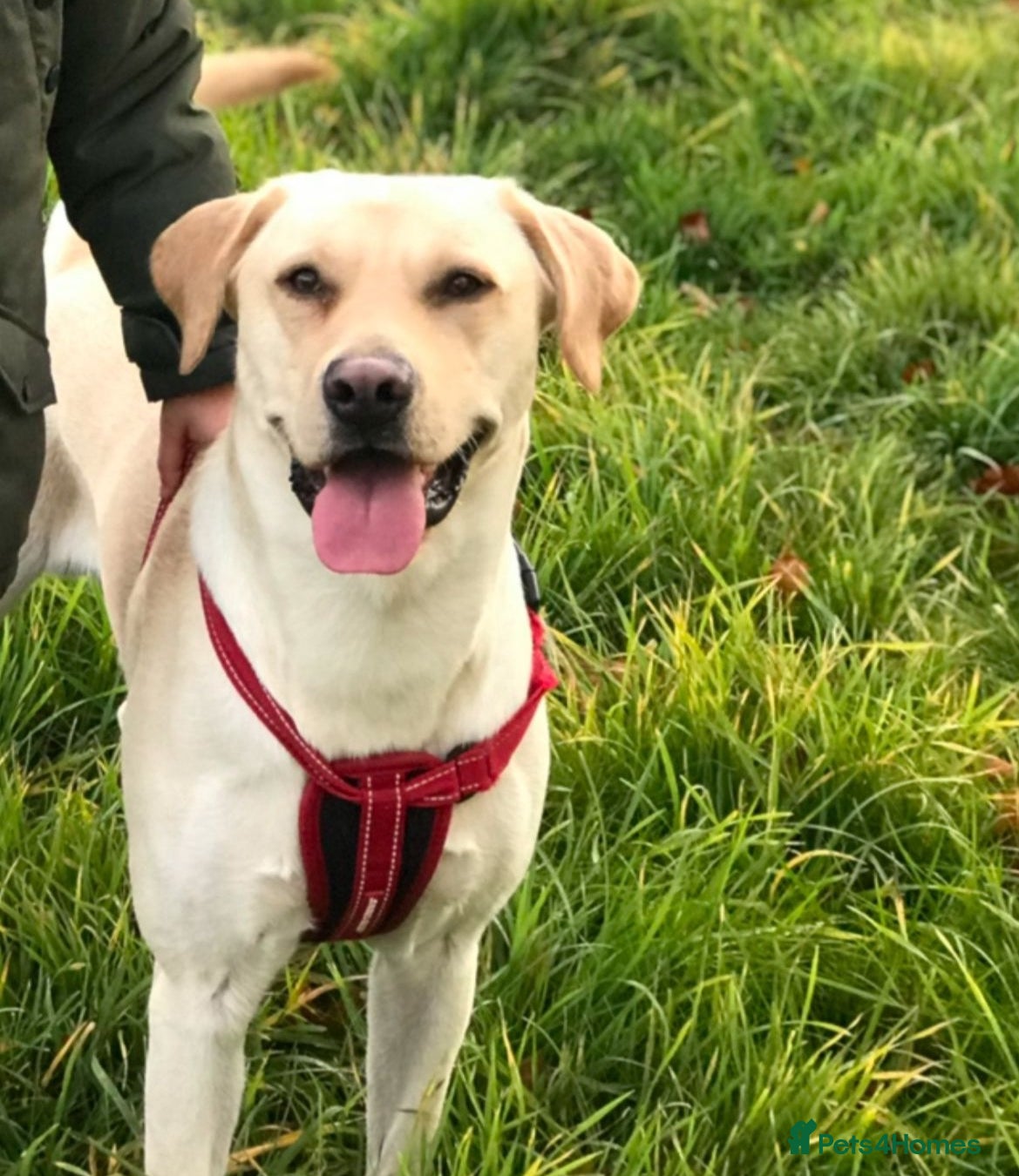 Labrador Retriever dogs Handsome family labrador proven stud  - Advert 1