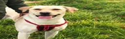 Labrador Retriever dogs for stud: Handsome family labrador proven stud  - Advert 1