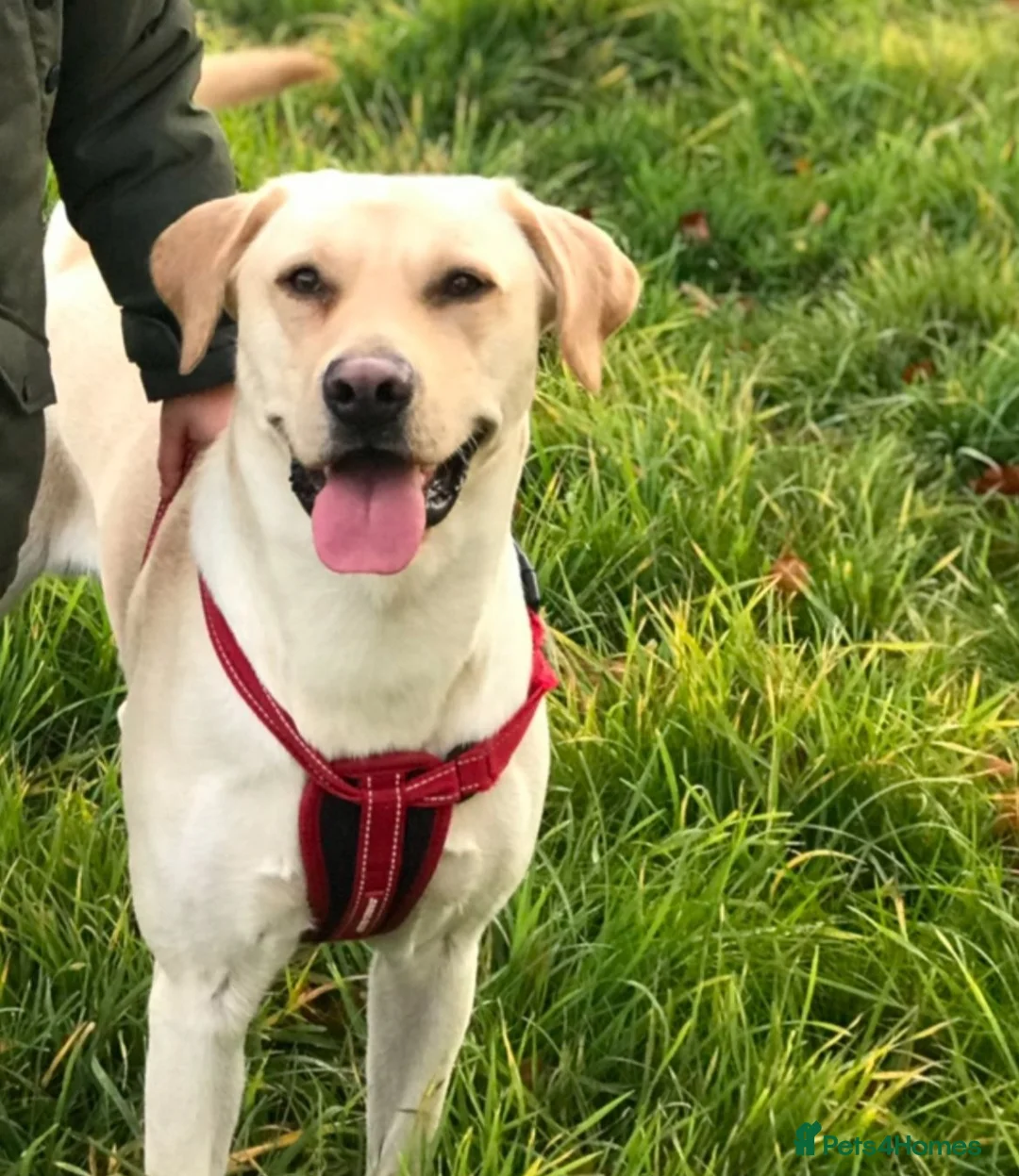 Labrador Retriever dogs for stud: Handsome family labrador proven stud  - Advert 1