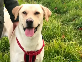 Labrador Retriever dogs Handsome family labrador proven stud - Advert 1