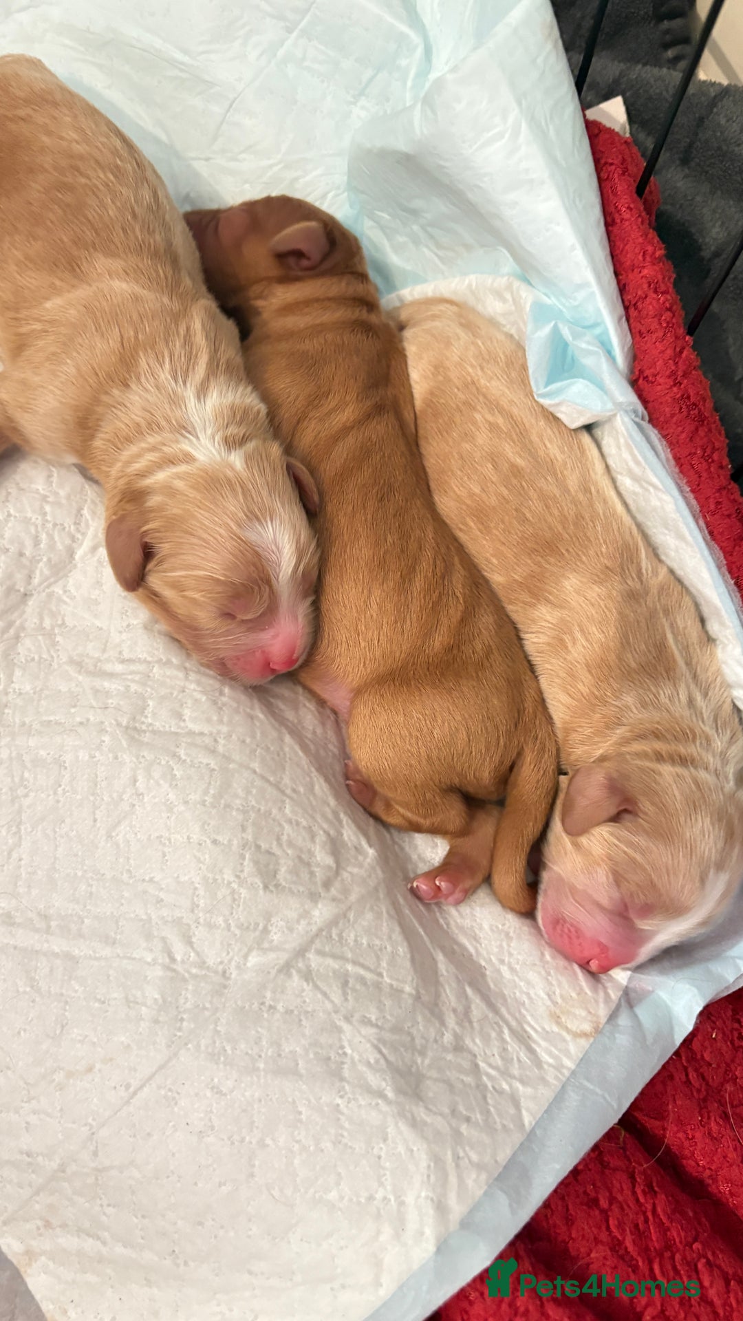 Sprocker dogs for sale: Sprocker for sale - Image 9