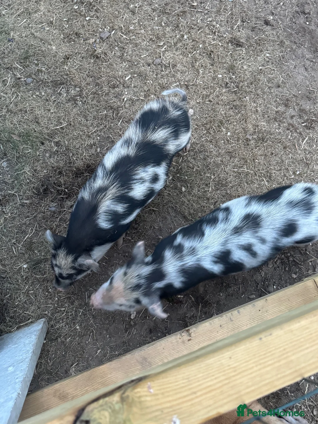 Pig livestock for sale: Gloucestershire spot pige  in Bury Saint Edmunds - Advert 2