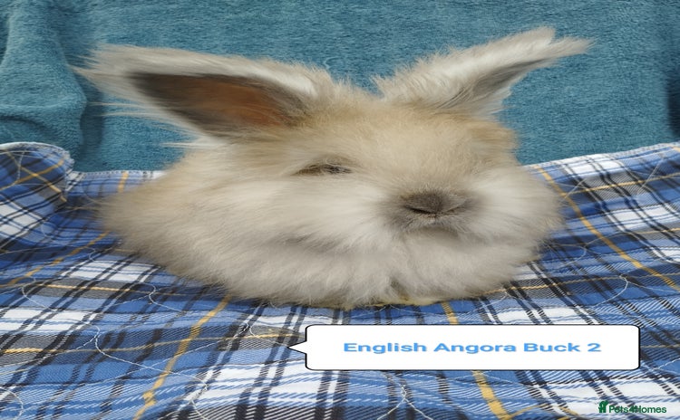 Angora rabbits in Market Drayton - Advert 1