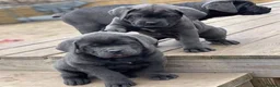 Cane Corso dogs for sale: Magnificent Cane Corso Puppies-Strong & Loyal in Brighton - Advert 2