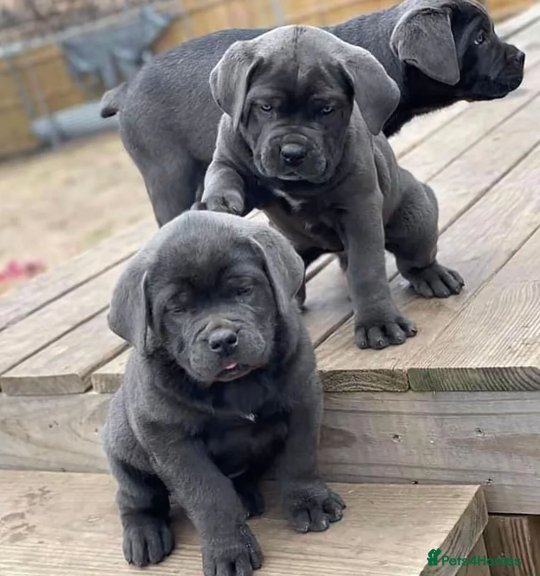 Cane Corso dogs for sale: Magnificent Cane Corso Puppies-Strong & Loyal in Brighton - Advert 2