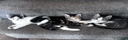 Mixed Breed cats for sale: 3 Lovely Girl Kittens Left  - Advert 4