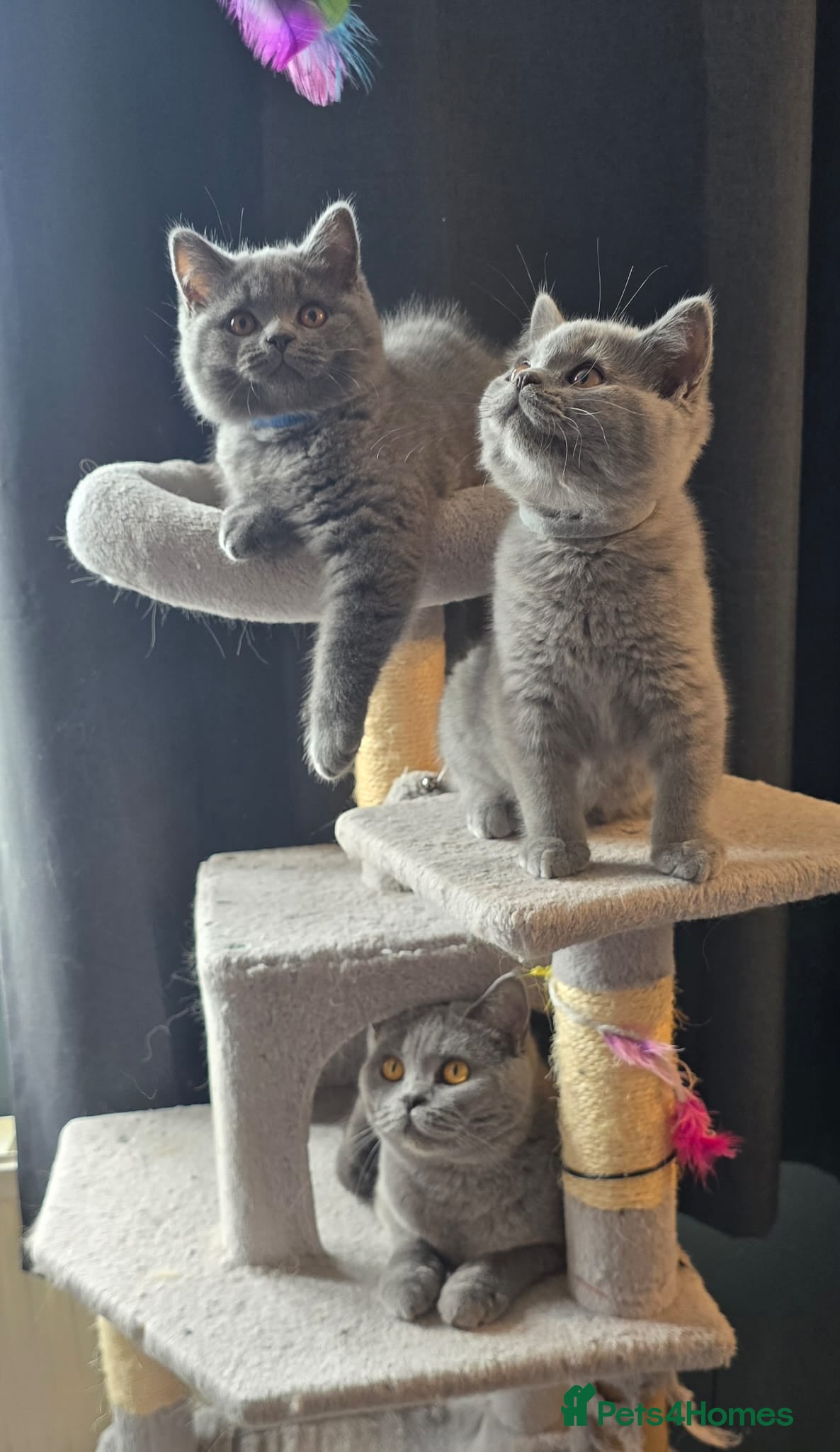British Shorthair cats for sale: Stunning GCCF registered British shorthair boy!! - Advert 2