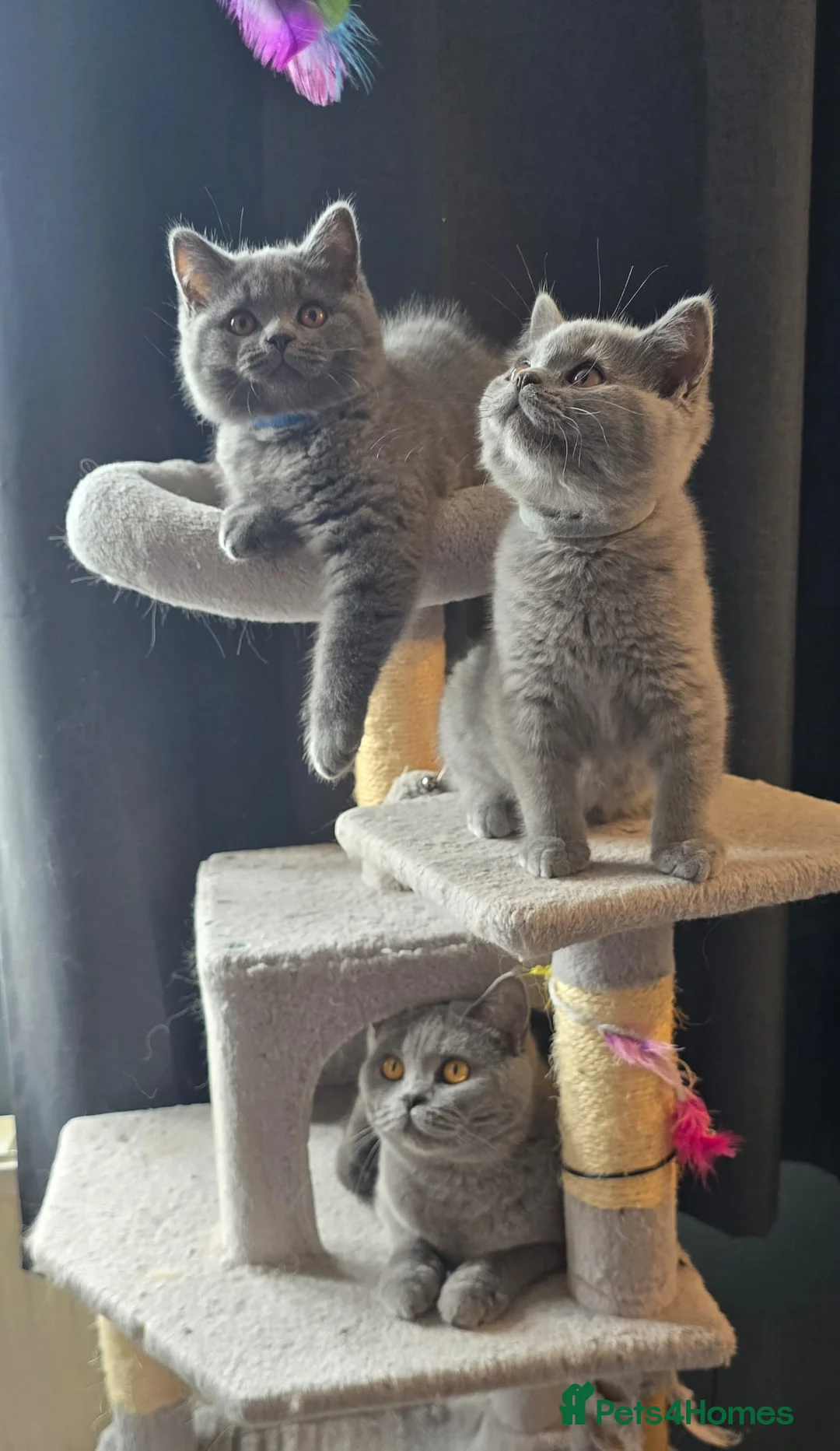 British Shorthair cats for sale: Stunning GCCF registered British shorthair boy!! - Advert 1