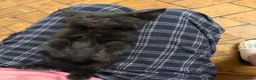 Mixed Breed cats for sale: Kittens  - Advert 4