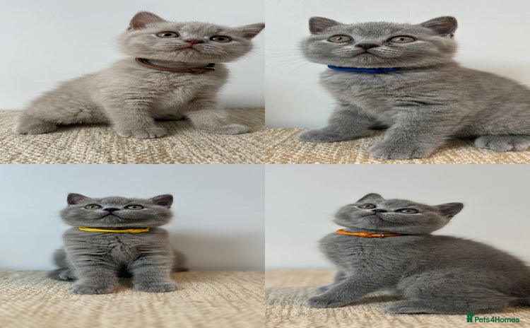 British Shorthair cats - Advert 1