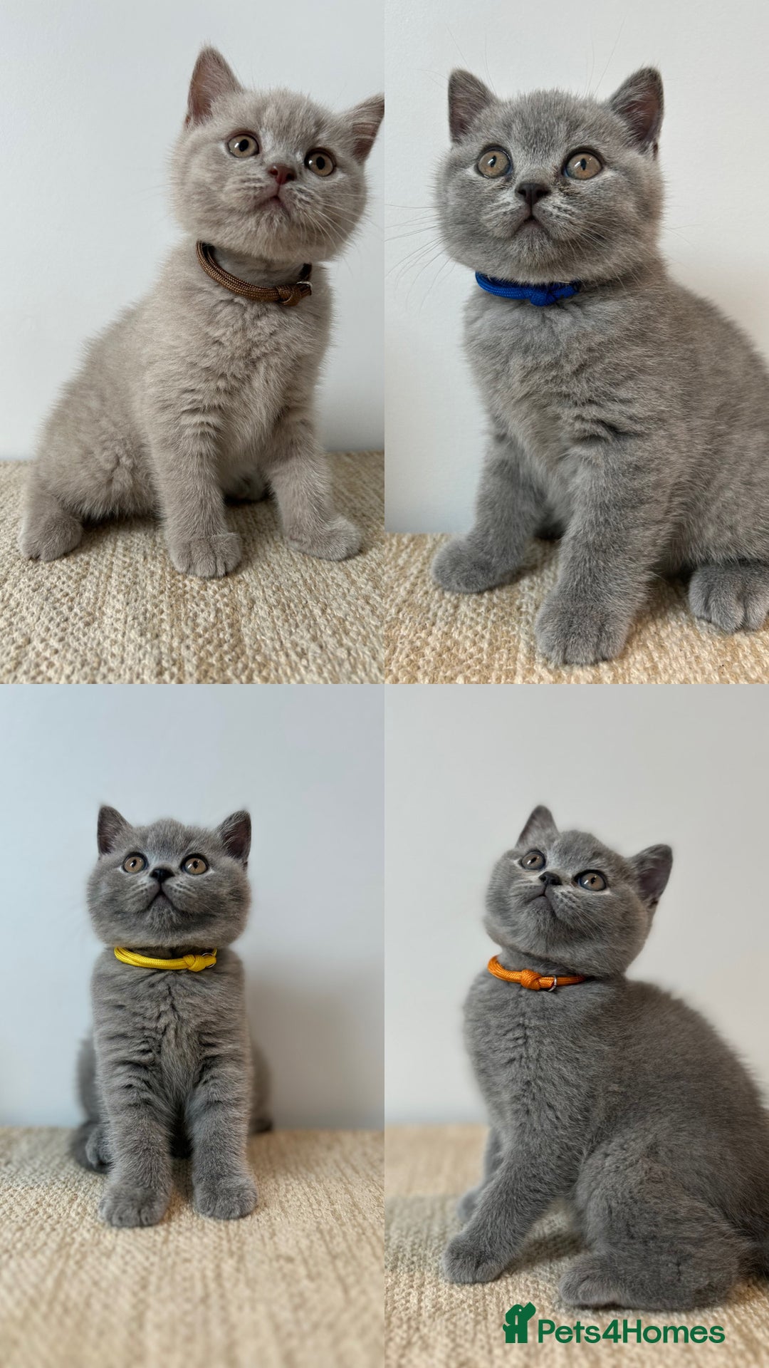 British Shorthair cats for sale: Charming GCCF British Shorthair Kittens 🐈‍⬛  - Image 5