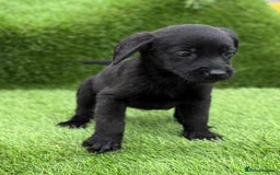 Labrador Retriever dogs for sale: Labrador pups  - Image 33