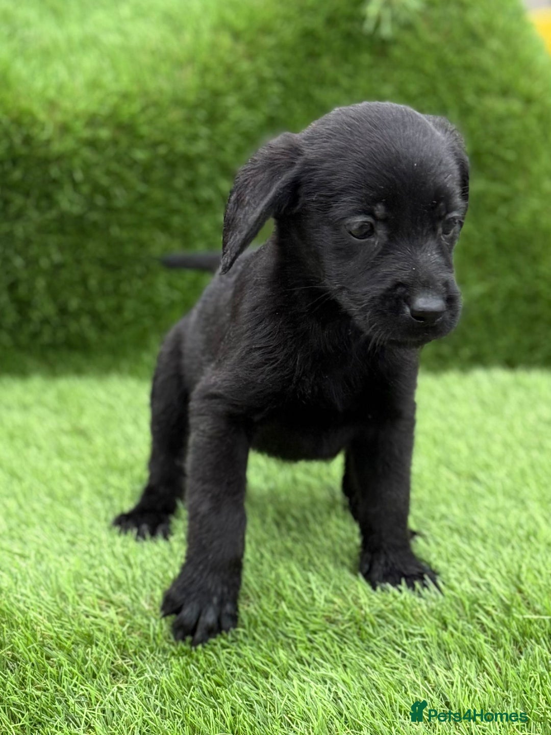 Labrador Retriever dogs for sale: Labrador pups  - Image 33