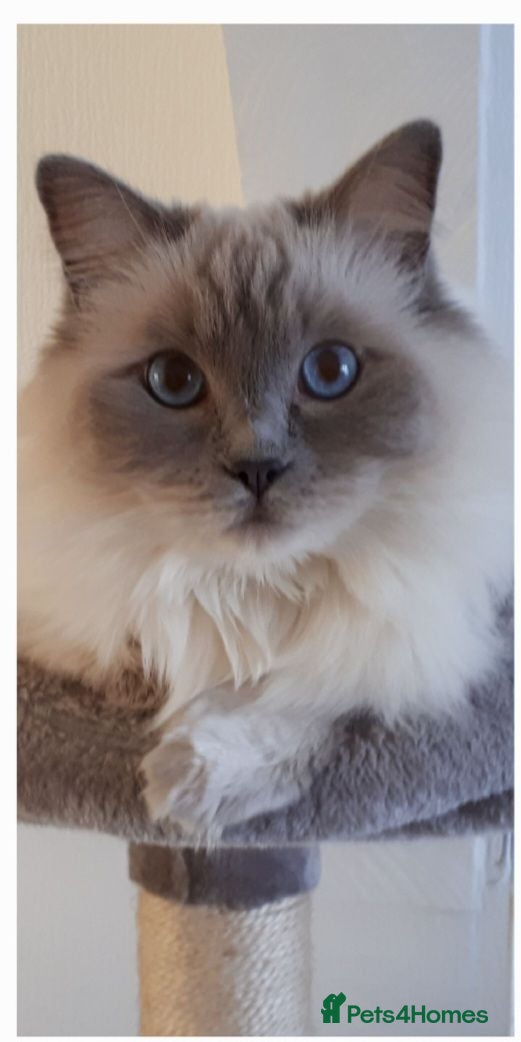 Ragdoll cats Beautiful Lilac Colourpoint Female  - Advert 2