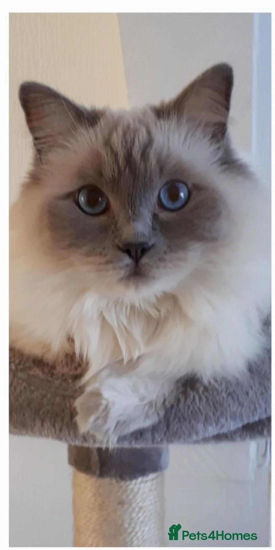 Ragdoll cats for sale: Beautiful Lilac Colourpoint Female  in Burton-on-Trent - Advert 2