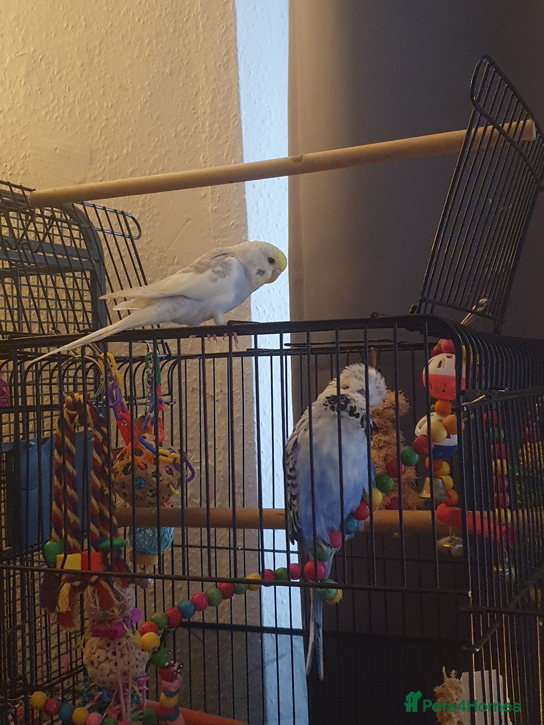 Budgerigars birds for sale: Beautiful budgies looking for a new home - Image 5