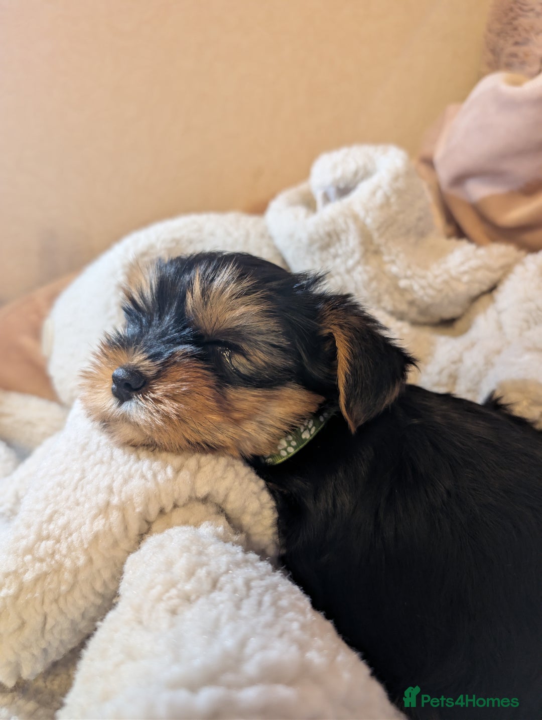 Yorkshire Terrier dogs for sale: Yorkshire Terriers ready for new home  - Advert 4