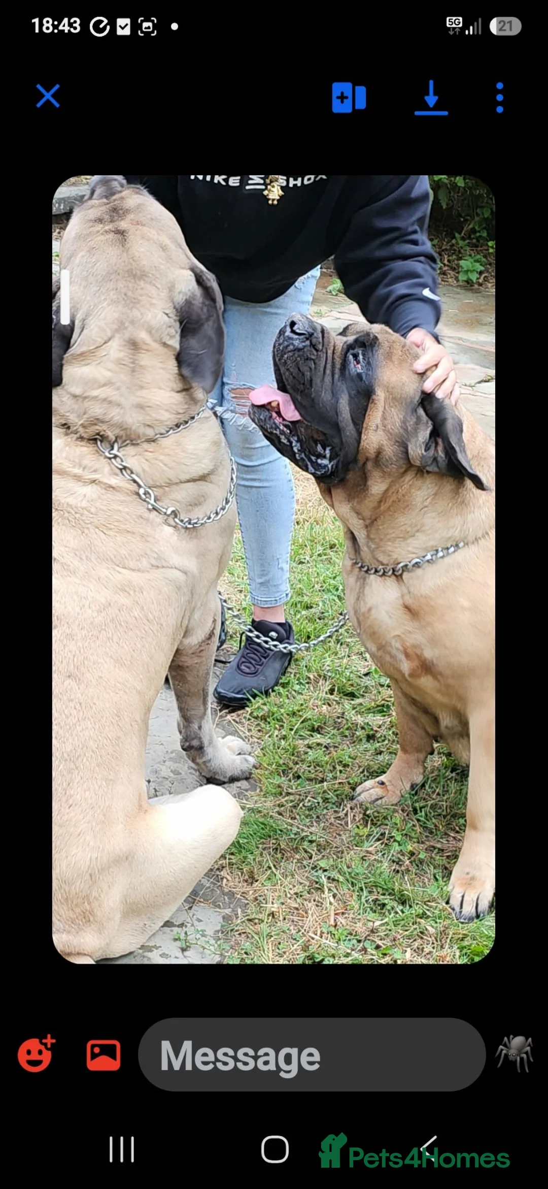 Mastiff dogs for sale: English mastiff pair kc reg - Advert 2