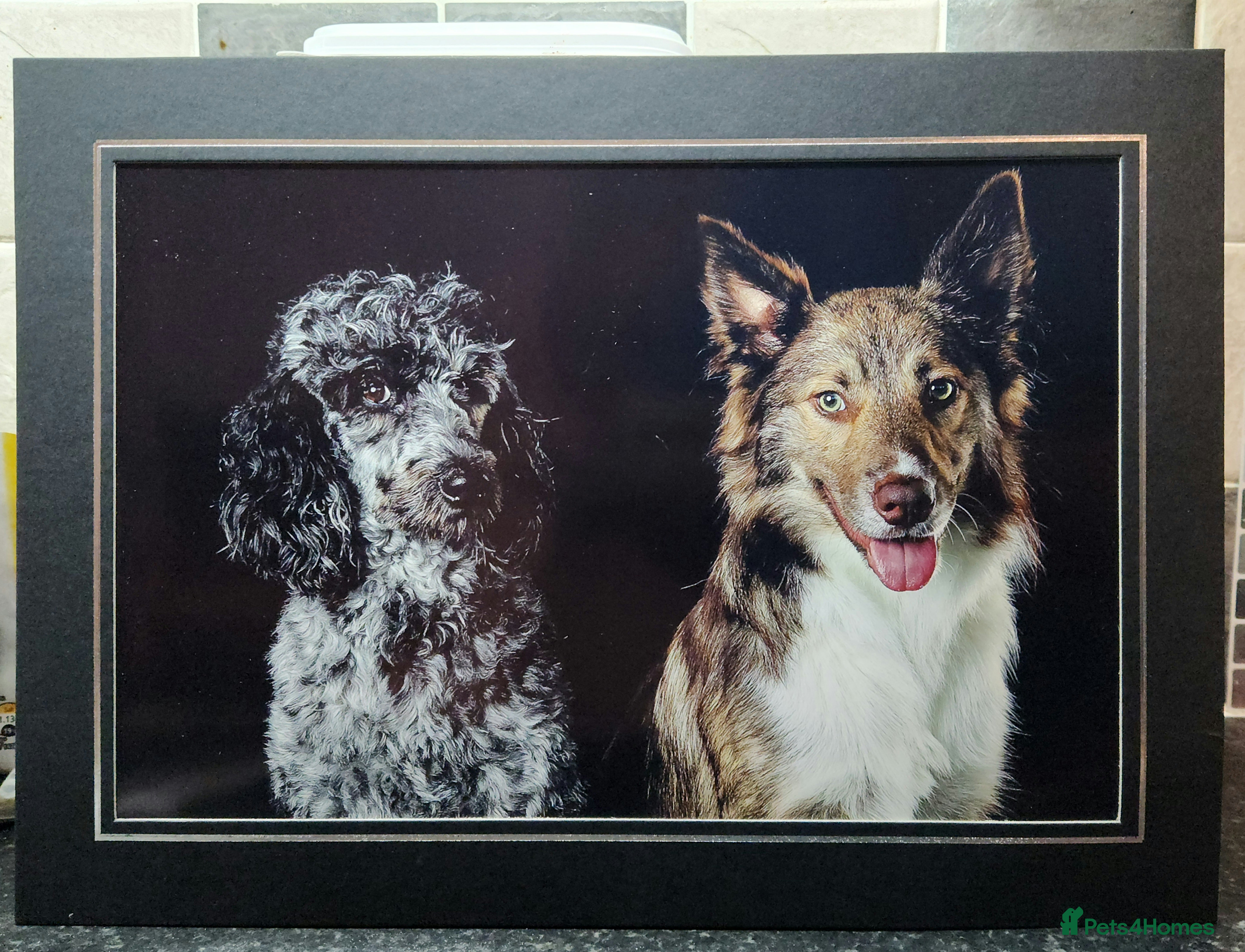 Bordoodle dogs 🌙☀️Waiting List Open🌙☀️ - Advert 1