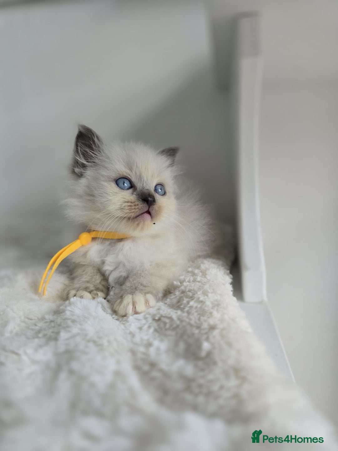 Ragdoll cats for sale: Irresistable Blue Mitted Ragdoll Kittens🙀😻🙀 - Image 30