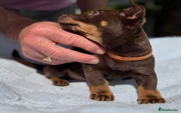 Lancashire Heeler dogs for sale: 6 Pedigree Lancashire Heeler Dogs for sale. - Image 23