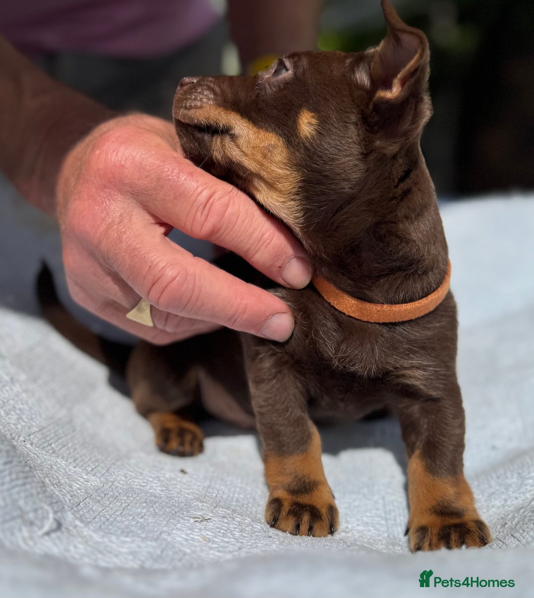 Lancashire Heeler dogs for sale: 6 Pedigree Lancashire Heeler Dogs for sale. - Image 23