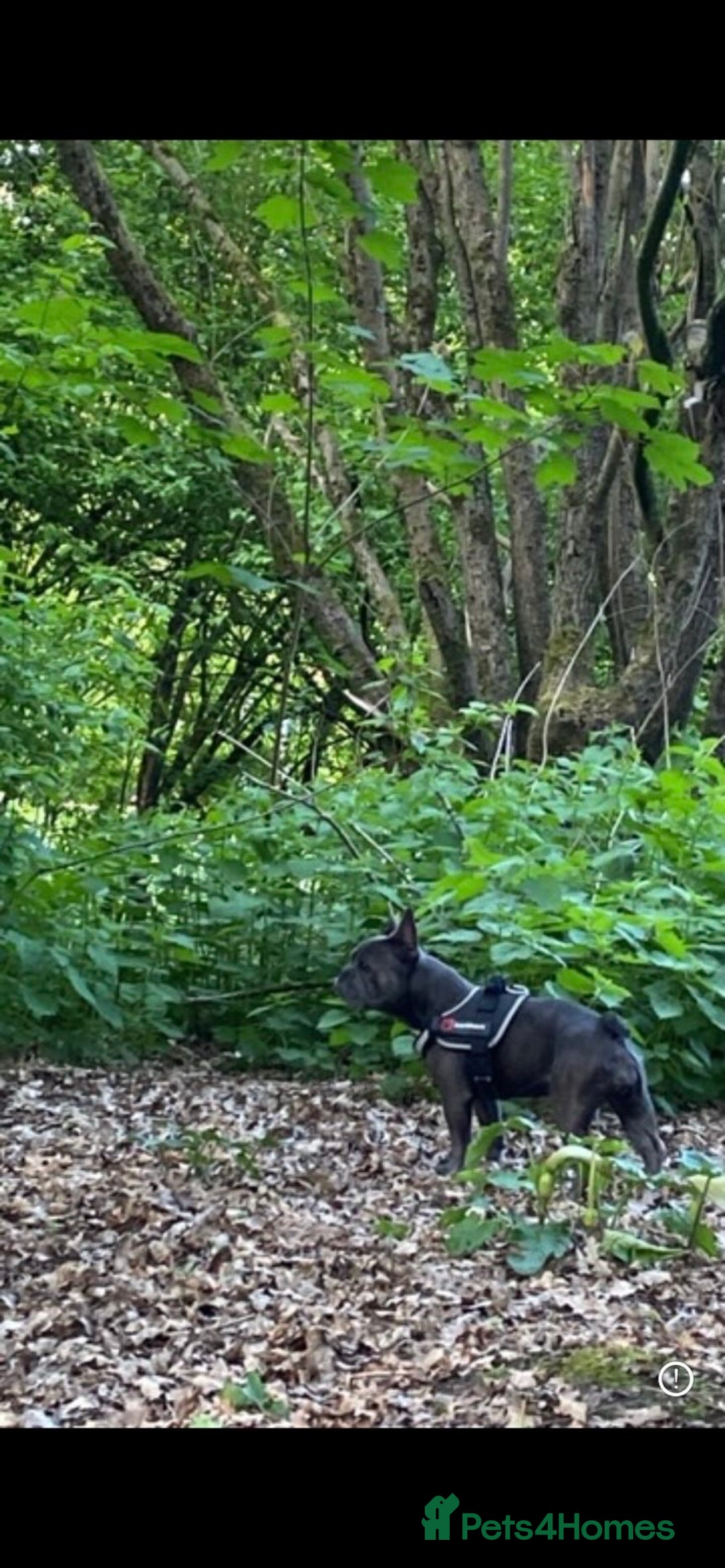 French Bulldog dogs for sale: Female French bulldog  - Image 2