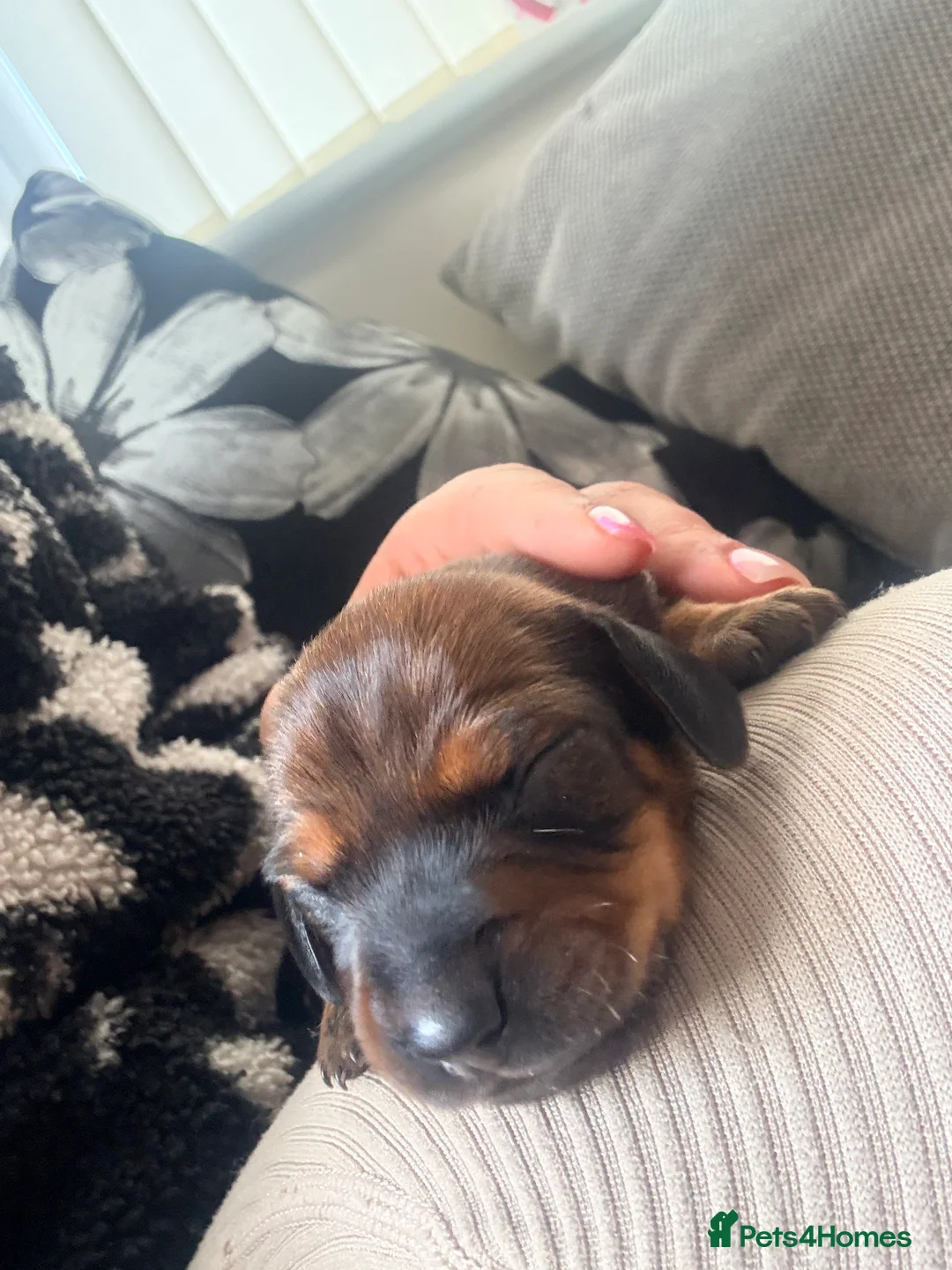 Miniature Dachshund dogs for sale: Lovely litter of 5 Miniature Dachshunds  in Nottingham - Advert 2