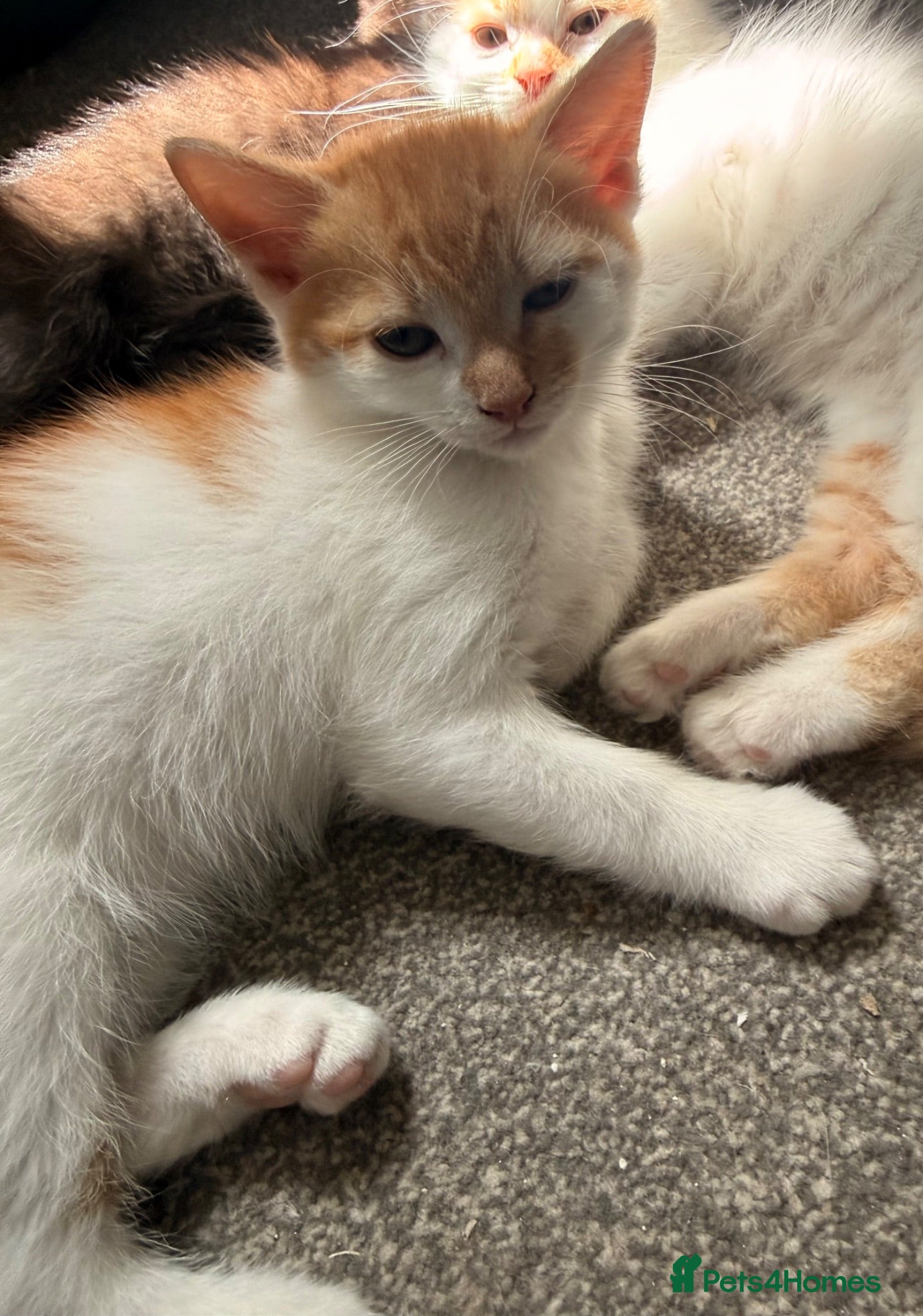 Mixed Breed cats Last 2 little ones ready for their forever home - Advert 12