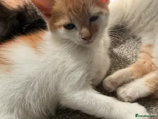 Mixed Breed cats Last 2 little ones ready for their forever home - Advert 12