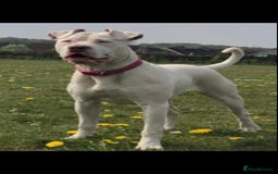 Mixed Breed dogs for sale: Daisy a lurcher hybrid  - Image 2