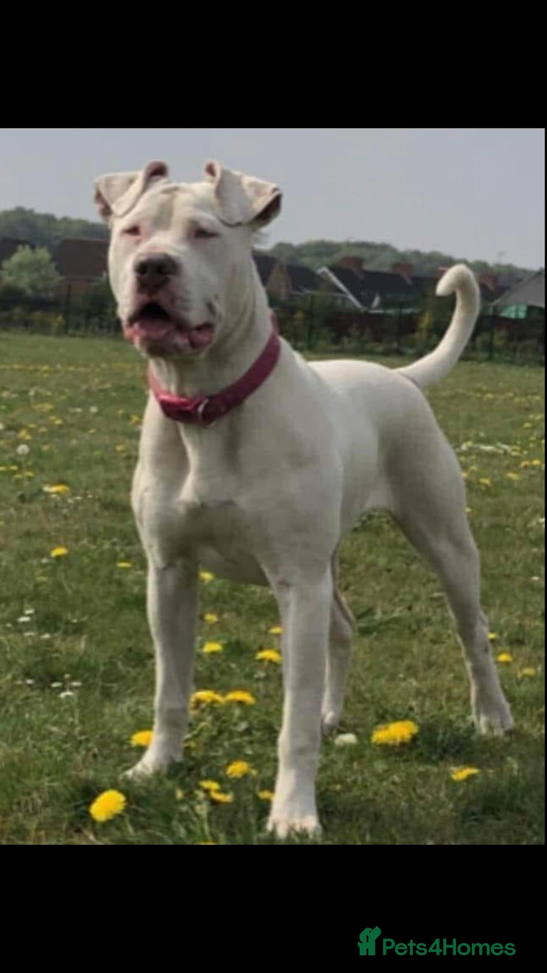 Mixed Breed dogs for sale: Daisy a lurcher hybrid  - Image 2